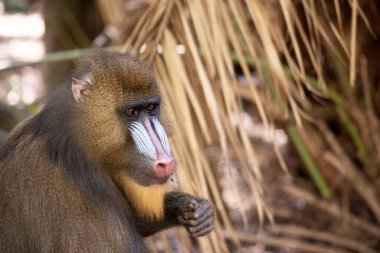 Manmatkabın burnu boyunca kalın çıkıntılar vardır. Mor ve mavi, kırmızı dudaklar ve burun ve altın bir sakal..