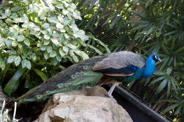 Tavus kuşları yanardöner kuyruklarıyla bilinen büyük, renkli mavi sülünlerdir.