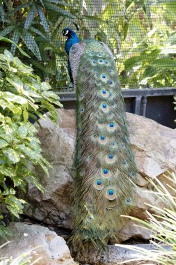 Tavus kuşları yanardöner kuyruklarıyla bilinen büyük, renkli mavi sülünlerdir.