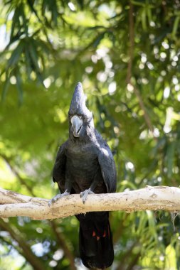 Erkek kırmızı kuyruklu siyah papağanlar kuyruklarında iki kırmızı çizgili siyahtır. Ayrıca çok büyük bir armaları ve kara gagaları var.