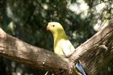 Erkek Vekil Papağan 'ın kuyruğu ve dış kenarları koyu mavi-siyah olan genel sarı bir görünüşü vardır.