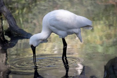 Kraliyet kaşığı kaşığa benzeyen siyah gagalı büyük beyaz bir deniz kuşudur. Kraliyet kaşığının sarı kaşları ve siyah bacakları vardır.
