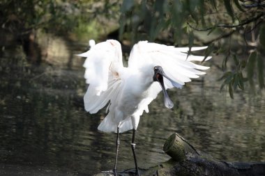 Kraliyet kaşığı kaşığa benzeyen siyah gagalı büyük beyaz bir deniz kuşudur. Kraliyet kaşığının sarı kaşları ve siyah bacakları vardır.