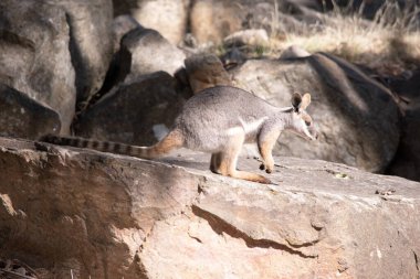 Sarı ayaklı kaya valabisi beyaz yanak çizgisi ve turuncu kulaklarıyla parlak renklidir..