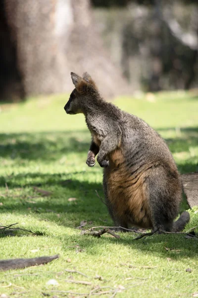 stock image The swamp wallaby has dark brown fur, often with lighter rusty patches on the belly, chest and base of the ears.