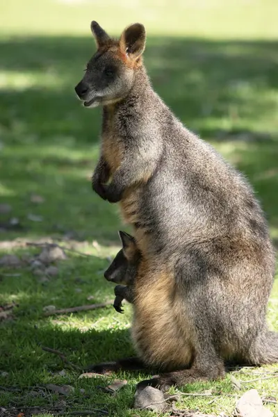 stock image The swamp wallaby has dark brown fur, often with lighter rusty patches on the belly, chest and base of the ears.