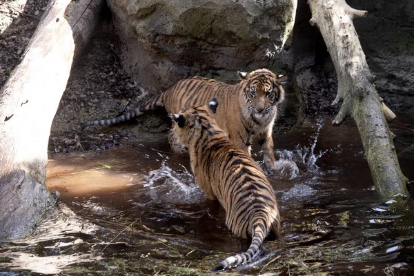 Νεαρές Τίγρεις Έχουν Μια Χρυσή Γούνα Σκούρες Ρίγες Τίγρης Είναι — Φωτογραφία Αρχείου