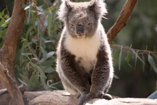 Koala Une Grosse Tête Ronde Grandes Oreilles Poilues Gros Nez Image En Vente