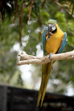Mavi ve altın papağanın arka ve üst kuyruk tüyleri parlak mavidir; kuyruğun alt kısmı zeytin sarısıdır. Alnındaki tüyler yeşil. Kanat tüyleri yeşil uçlu mavidir; alt kanat örtüleri ve göğüs tüyleri sarı-turuncudur.