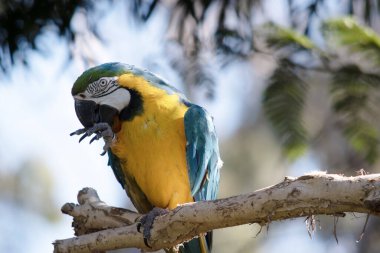 Mavi ve altın makav 'ın arka ve üst kuyruk tüyleri mavi ve altın makav' dır; kuyruğun alt kısmı zeytin sarısıdır. Mavi ve altın papağanların alın tüyleri yeşildir..