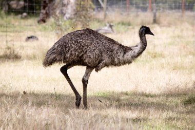 Emus 'lar koyu kahverengiden gri-kahverengi ve siyah uçlu ilkel tüylerle kaplıdır. Emu 'nun boynu mavimsi siyah ve tüysüz..