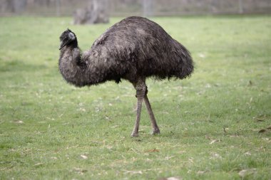 Emus 'lar koyu kahverengiden gri-kahverengi ve siyah uçlu ilkel tüylerle kaplıdır. Emu 'nun boynu mavimsi siyah ve tüysüz..