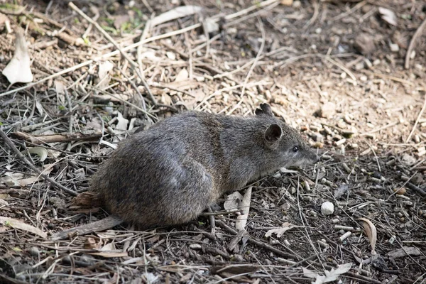 Bandicootlar bir tavşan büyüklüğündedir ve sivri burunları, kamburları, ince kuyrukları ve büyük arka ayakları vardır.