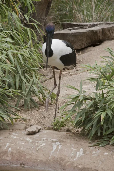 Jabiru ya da siyah boyunlu leylek, 1.3 metre uzunluğunda ve kanat açıklığı yaklaşık 2 metre olan siyah-beyaz bir su kuşudur. Baş ve boyun, parlak yeşil ve mor bir parıltıyla siyahtır..