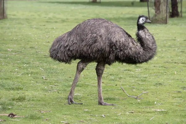 Emus are covered in primitive feathers that are dusky brown to grey-brown with black tips. The Emu\'s neck is bluish black and mostly free of feathers.