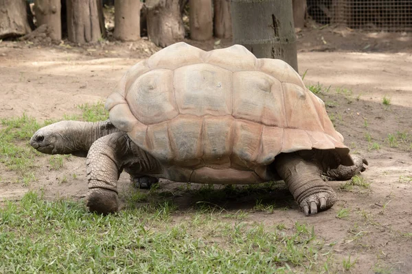Las Tortugas Gigantes Aldabra Son Principalmente Activas Durante Madrugada Por — Foto de Stock