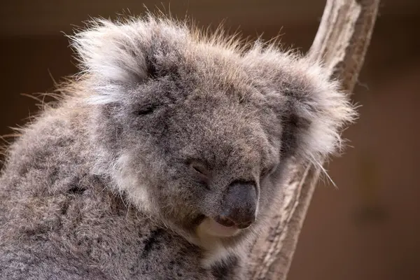 Koala Une Grosse Tête Ronde Grandes Oreilles Poilues Gros Nez Images De Stock Libres De Droits