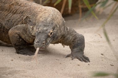 Komodo ejderhaları uzun kuyruklu, güçlü ve çevik boyunlu ve güçlü uzuvları olan büyük kertenkelelerdir. Yetişkinler, belirgin, büyük pulları olan neredeyse tek tip taştan bir renktir.