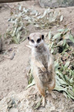 Kat, saldıracak her hayvana karşı nöbet tutuyor.