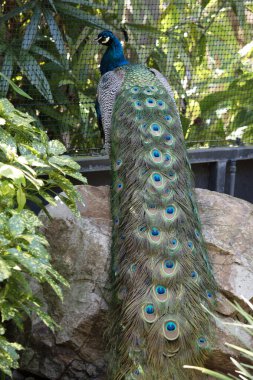 Tavus kuşları yanardöner kuyruklarıyla bilinen büyük, renkli mavi sülünlerdir.