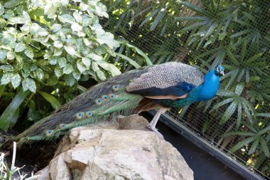 Tavus kuşları yanardöner kuyruklarıyla bilinen büyük, renkli mavi sülünlerdir.