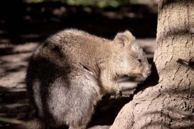 Quokka, kalın, kaba, gri-kahverengi tüylü ve hafif alt parçalı küçük bir valabidir. Burnu çıplak ve kulakları kısa..