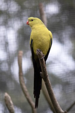 Dişi naip papağan açık yeşil renktedir. Sarı omuz bantları var ve küçük kırmızı bir bant kanat ortasından ve sarı alt kanatlardan geçiyor..