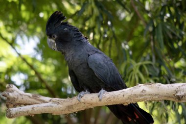 Erkek Kırmızı Kuyruklu Siyah Kakadular siyah renkli ve kuyruklarında iki kırmızı çizgi var. Ayrıca çok büyük bir armaları ve kara gagaları var..