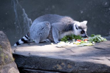 Halka kuyruklu lemurların sırtları gri-kahverengi, gri uzuvları ve koyu gri başları ve boyunları vardır. Beyaz karınları var..