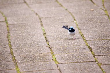 Erkek Superb Fairy-wren açık mavi bir şapka, kulak tutamları ve yanaklar; siyah bir göz çizgisi; koyu mavi-siyah boğaz; kahverengi kanatlar ve beyaz göğüs ve göbek.