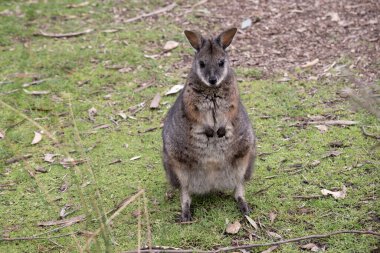 Tammar valabinin koyu grimsi üst kısımları, daha soluk alt kısımları, paslı kenarları ve uzuvları vardır. Tammar valabinin yüzünde beyaz çizgiler vardır..