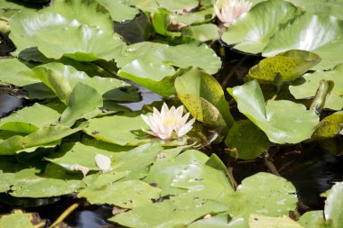 the water lily is in a still pond