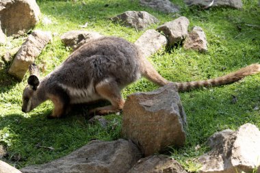 Sarı ayaklı kaya valabisi beyaz yanak çizgisi ve turuncu kulaklarıyla parlak renklidir..