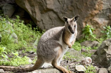 Sarı ayaklı kaya valabisi kayalık bir tepede dinleniyor.