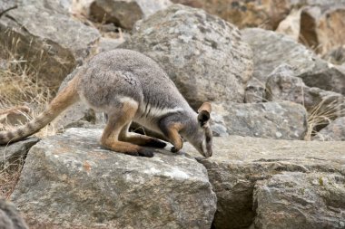 Sarı ayaklı kaya valabisi beyaz yanak çizgisi ve turuncu kulaklarıyla parlak renklidir. Üzerinde beyaz bir çizgili geyik grisi ve kahverengi ve beyaz bir kalça çizgisi vardır. Ön kolları, arka bacakları ve ayakları parlak sarı renkli bir turuncudur.