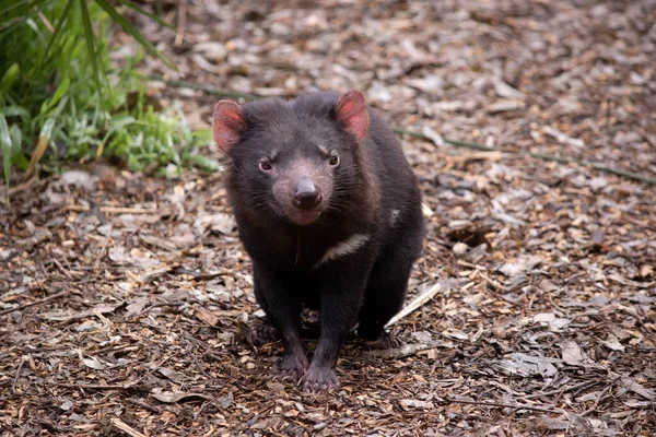 Tasmanian Devils are the size of a small dog. Devils have black fur with a large white stripe across their breast and the odd line on their back