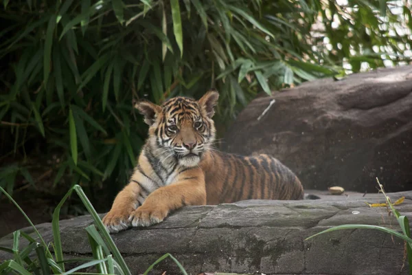 Tigerbabys Werden Klein Blind Und Schwach Geboren Sie Werden Mit — Stockfoto