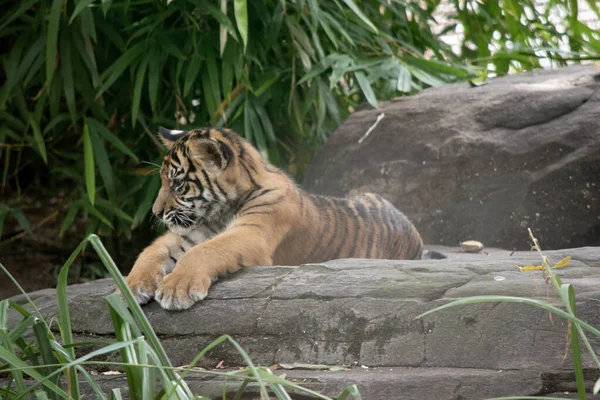 Tigerbabys Werden Klein Blind Und Schwach Geboren Sie Werden Mit — Stockfoto
