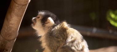 koala bir ağaçta oturuyor