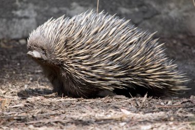 koala bir ağaçta oturuyor