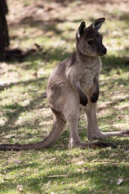 koala bir ağaçta oturuyor