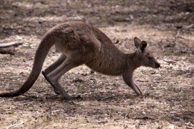 koala bir ağaçta oturuyor