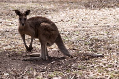 koala bir ağaçta oturuyor