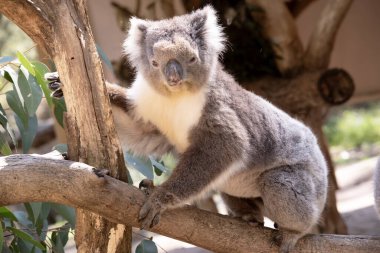 koala bir ağaçta oturuyor