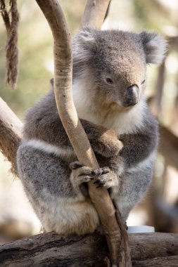 koala bir ağaçta oturuyor