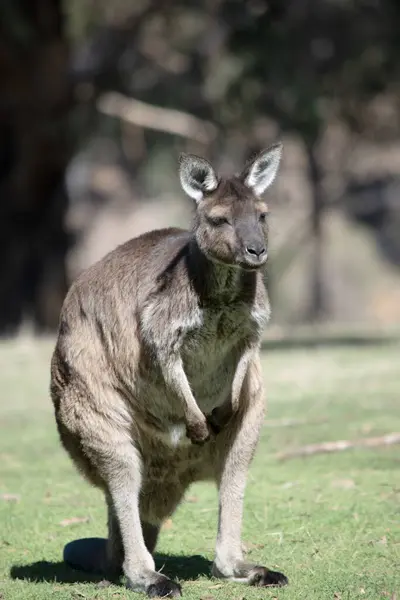 koala bir ağaçta oturuyor