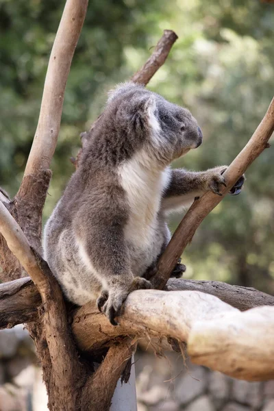 koala bir ağaçta oturuyor