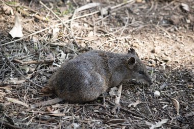 Bandicootlar bir tavşan büyüklüğündedir ve sivri burunları, kamburları, ince kuyrukları ve büyük arka ayakları vardır.