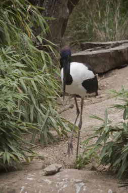 Jabiru ya da siyah boyunlu leylek, 1.3 metre uzunluğunda ve kanat açıklığı yaklaşık 2 metre olan siyah-beyaz bir su kuşudur. Baş ve boyun, parlak yeşil ve mor bir parıltıyla siyahtır..
