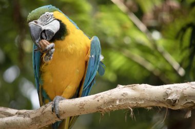 Mavi ve altın papağanın arka ve üst kuyruk tüyleri parlak mavidir; kuyruğun alt kısmı zeytin sarısıdır. Alnındaki tüyler yeşil. Kanat tüyleri yeşil uçlu mavidir; alt kanat örtüleri ve göğüs tüyleri sarı-turuncudur.